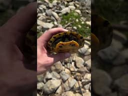 Fishing then this happened… #nature #cute #turtle #herping #shorts #viral #viralvideo