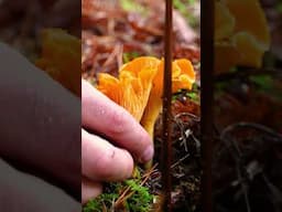 Foraging mushrooms in the Scottish Highlands | Glen Affric #foraging #mushrooms #scottishhighlands