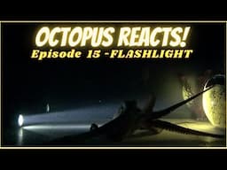 Octopus Reacts to Flashlight - Episode 15