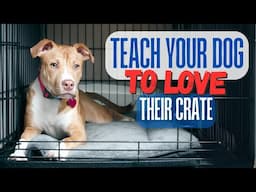 Teach Your Dog to Love Thier Crate