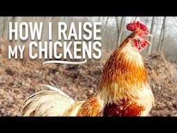 How I Raise My Chickens!