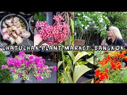 From Hoya to Variegated Fishtail Palm | Chatuchak Plant Market, Bangkok (3 of 4)