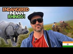 Rhino & Elephant Safari in ASSAM 🇮🇳 Pobitora Wildlife Sanctuary