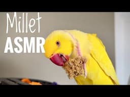 Bowie ASMR - Millet