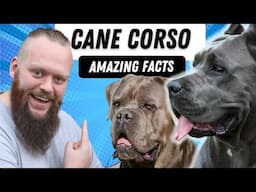 Top 5 Facts About The Cane Corso