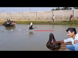 The Missing Black Swan Flew Six Kilometers Away From Our Farm.