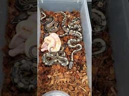 Double het. Lavender Albino Tristripe clutch reveal #randbreptiles #reptilebusiness #ballpython