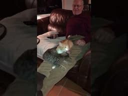 Daddy’s lap are the best! #kitten #kitty #tabbycat #funnyvideos #catman #hellokitty