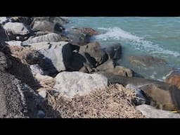 Mink at Huntington Beach Jetty