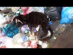 Found Sobbed In A Bin Trash, Couldn't Breath As A Muzzle On His Mouth Avoid Him Barking For Help...