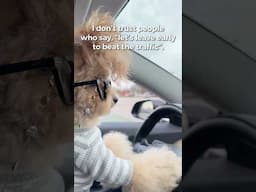 Immediately. #noodlesthepooch #dogdriving #funny