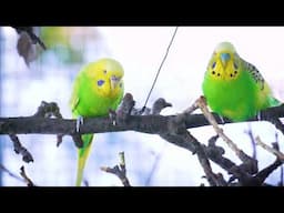 Echoes of Winter: Budgies Singing After the Storm❄️