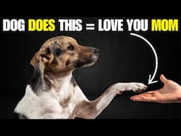 20 Common Things Your Dog Wishes You Knew