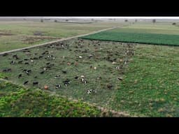 Getting The Cows Off the Roadside