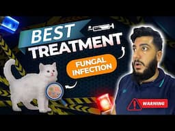 How to treat fungal infections in cats? Ringworm In Cats | Fungal infection Causes & Symptoms