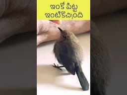 పాపం ఎగరలేక పోతుంది.. what to do #youtubeshorts #shorts #birds #funny #monalisa