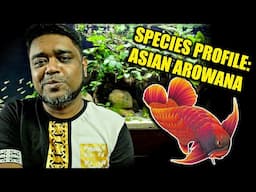 SPECIES PROFILE: All About Asian Arowana