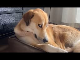 I Can’t Stop Laughing At These Dogs!!🤣🐶 Best Funniest Dog Videos