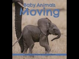 Baby Animals Moving