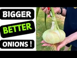 Why Are Raised Beds the Best for Onions? Discover the Answer!  🌱