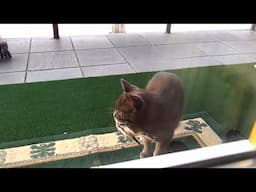 Cat playing