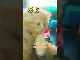 Persian cat kitten available for sale in Bangalore #persiancat #persiancatseller