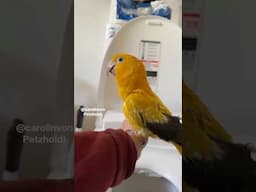 Parrot Using the Bathroom on Command!