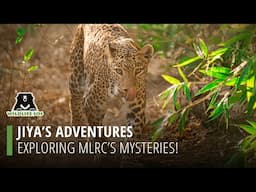 Adventures of Jiya at MLRC