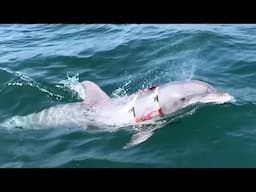 US Navy's Mine-Hunting Dolphin Returning From Mission