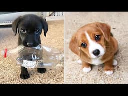 Baby Dogs 🔴 Cute and Funny Dog Videos Compilation #37 | 30 Minutes of Funny Puppy Videos 2022