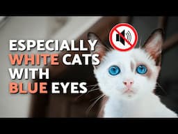 Are ALL WHITE CATS DEAF? 🐈👂🏻❌ (Deafness in White Cats Explained)