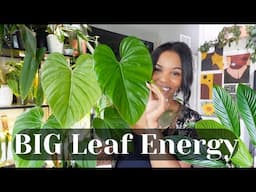 Big Leaf houseplants + Tips & Tricks to keeping them BIG