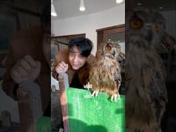 This OWL took a shit on me 💩