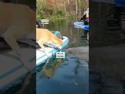 Shiba Inu meets an adorable manatee 🥹🐶         🎥: Susan Fisher via ViralHog