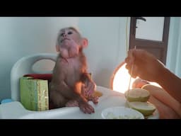 Naughty baby monkey wawa enjoys the warmth from the heater and eats fresh fruit with his dad