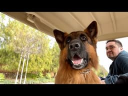 The Diary of German Shepherds 14