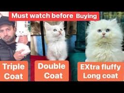 How to check kitten quality before buying | double coat vs triple coat |Urdu|Hindi