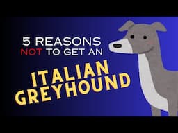 Top 5 Reasons NOT to Get an Italian Greyhound