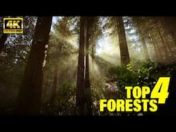 The 4 Most Graphically Jaw dropping Forest in Games