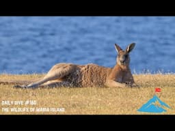 Daily Dive # 160 | The Wildlife of Maria Island