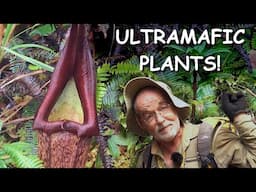 Ultramafic Plants