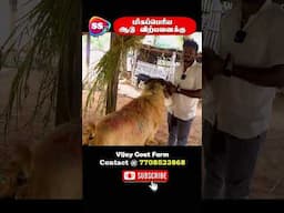 Biggest Goat in Goat Market | Vijay Goat Farm #mecheri #salem #goatfarming #trending #sstvreview