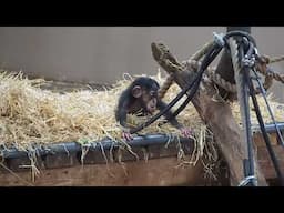 Baby chimpanzee @ Burgers' Zoo