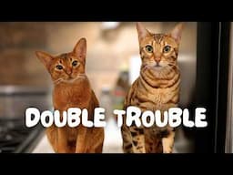 Are 2 cats REALLY better than 1? Watch this before you ruin your life (Bengal and Abyssinian)