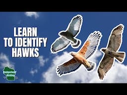 Hawk Identification Made Easy!