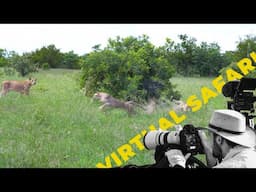 Lions Ambush Cheetah Family BUT They All Survive- Virtual Safari #256