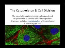 AH Biology 1.5a - The Cytoskeleton & Cell Division