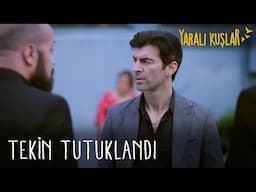 Tekin tutuklandı | Yaralı Kuşlar