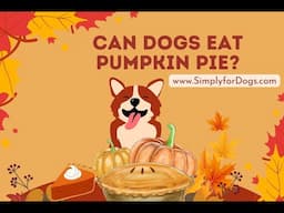 Can Dogs Eat Pumpkin Pie