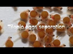 How They Separate Tilapia Eggs